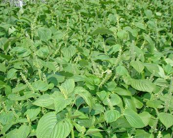 籽粒莧的飼用價值和種植方法管理技術(shù)