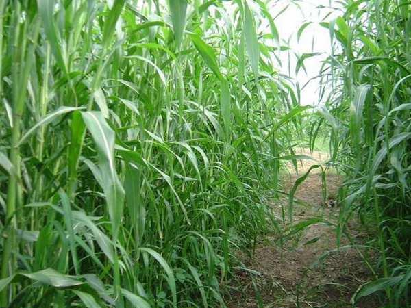 種植牧草需要注意的地方有很多，需要注意什么？