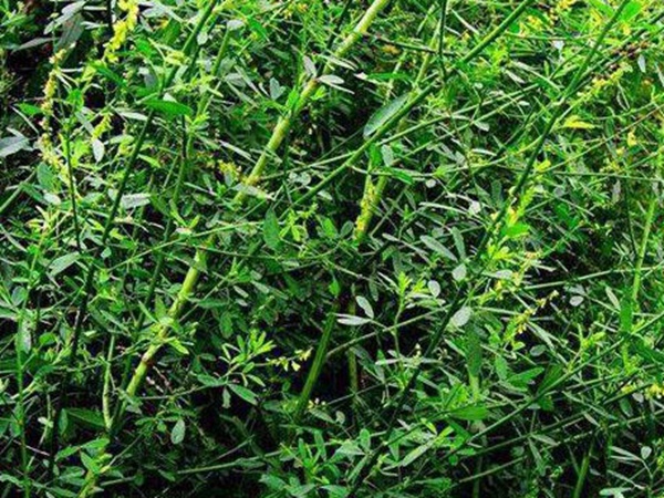 草木樨種子去哪里買比較好？育苗方法有哪些？
