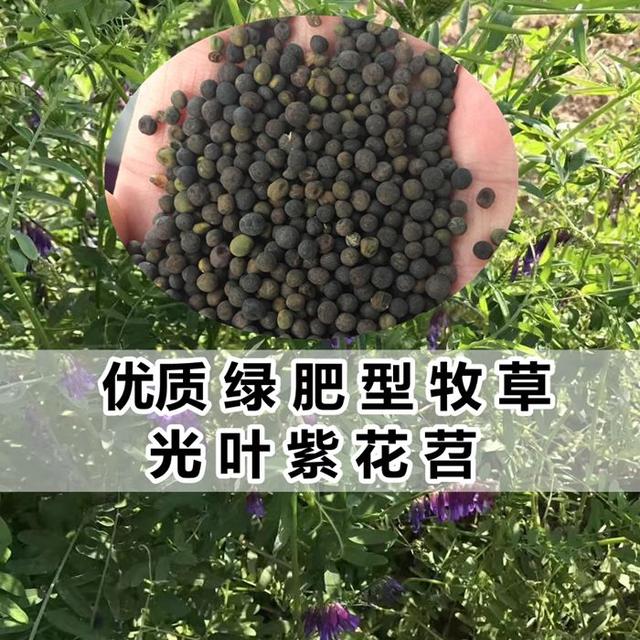 優(yōu)質養(yǎng)蜂蜜源植物、牧草光葉紫花苕的種植技術