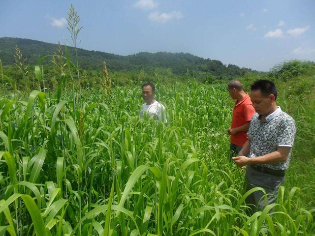 高丹草對環(huán)境有什么要求，在什么環(huán)境下存活