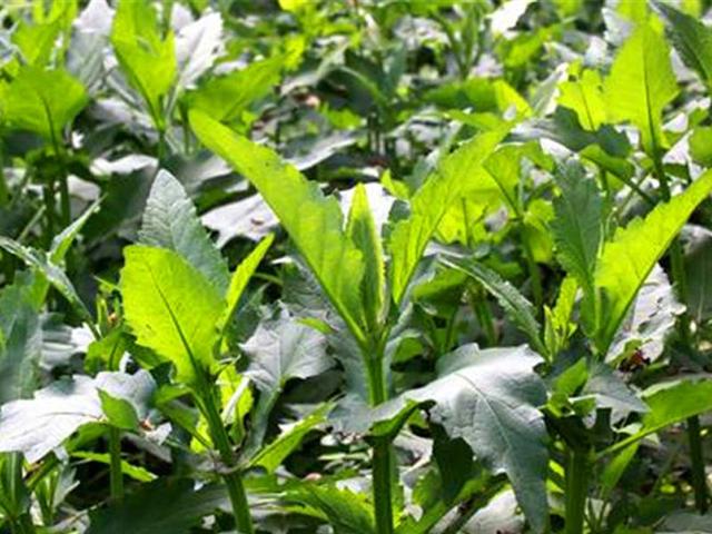 串葉松香草主要價值以及栽培技術(shù)介紹