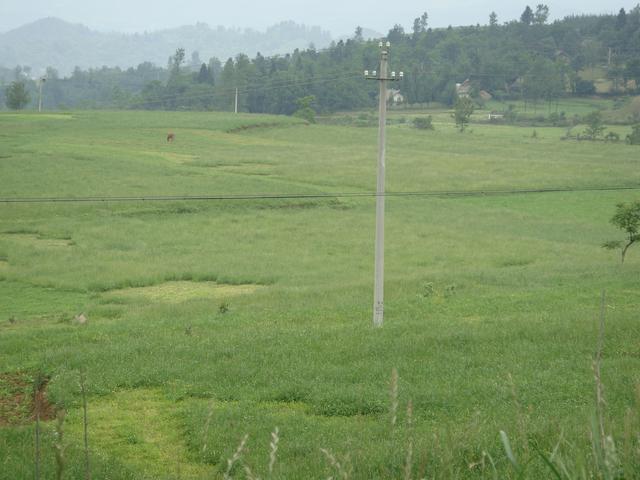 養(yǎng)牛、羊種植什么牧草好？種植如何利用？