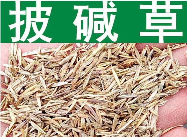 想要披堿草種子的發(fā)芽率高，有什么好的方法？