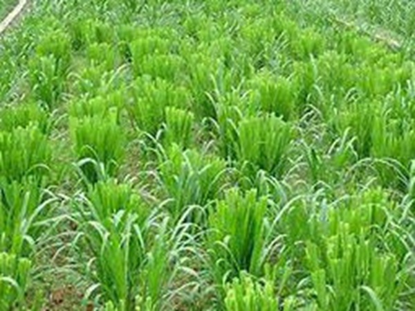 牧草要怎么種植比較好，有什么好的方法？