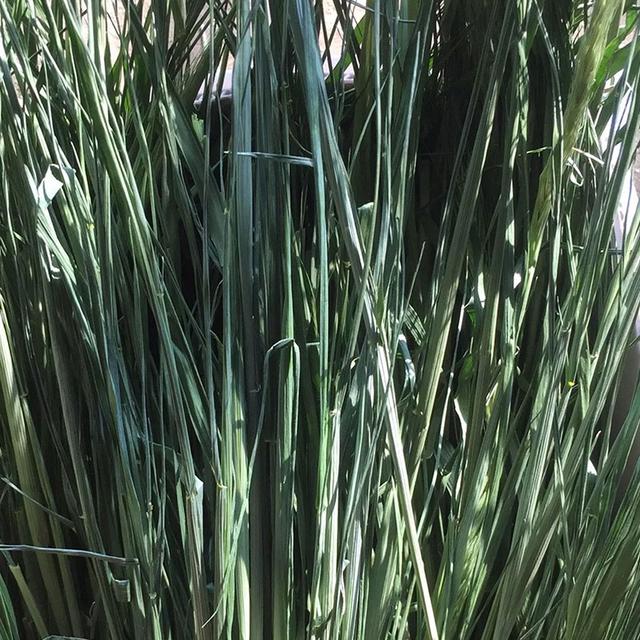 優(yōu)質(zhì)牧草種黑麥草，生長速度快，產(chǎn)量高，畜牧愛吃