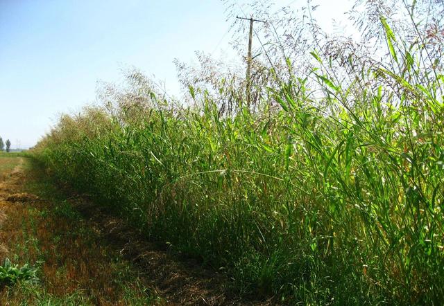 優(yōu)質(zhì)的牧草——蘇丹草，怎么種植可以高產(chǎn)