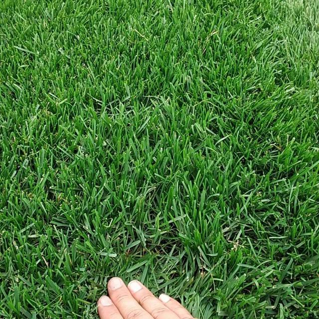 草坪綠化中的王者，護(hù)坡能力強(qiáng)大的的剪股穎草種