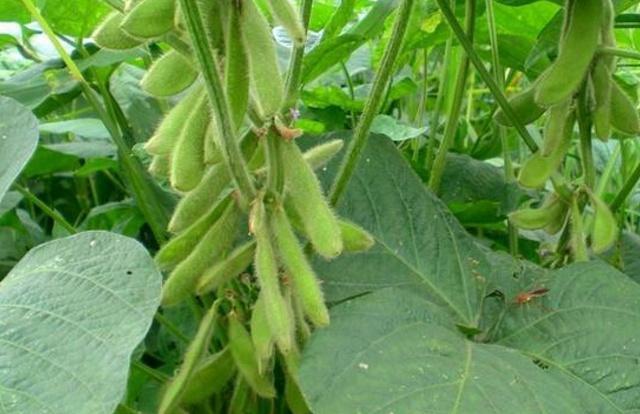 黑豆種植方法有哪些？什么時候播種比較合適？