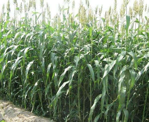 優(yōu)質(zhì)牧草——高丹草，種植高丹草種子如何高產(chǎn)？