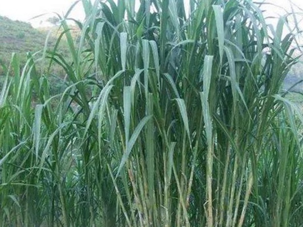象草是一種高價值的飼料，種植栽培方法是什么