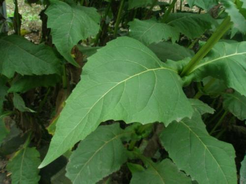 串葉松香草主要價值以及栽培技術(shù)介紹