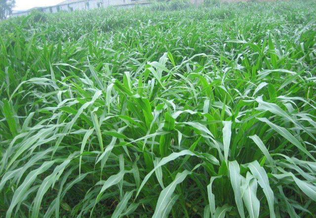 這么優(yōu)質(zhì)的高丹草牧草，怎么種植比較好？