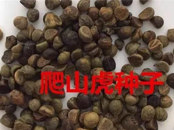 「爬山虎」的種植方法，有什么種植要求？