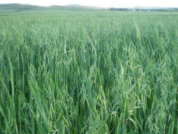 燕麥種植的生長環(huán)境是怎樣的？有什么需要注意的？