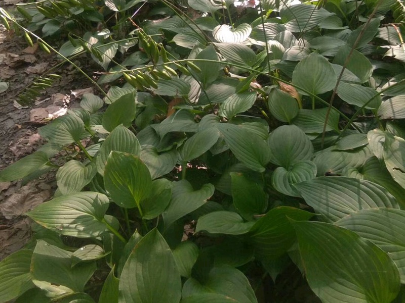玉簪花