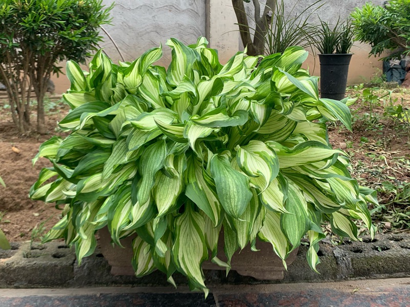 玉簪花