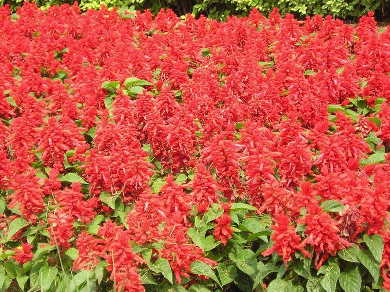 紅花鼠尾草