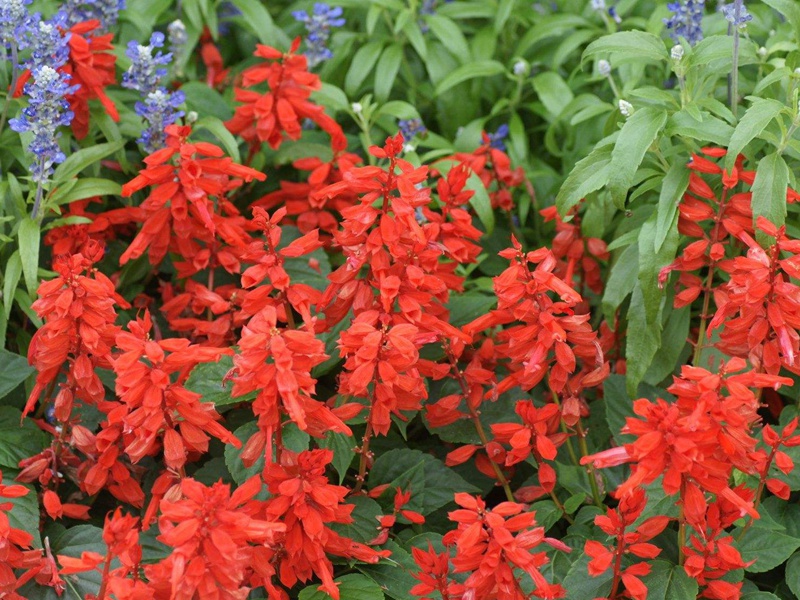 紅花鼠尾草