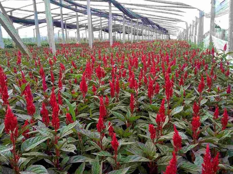 紅花鼠尾草