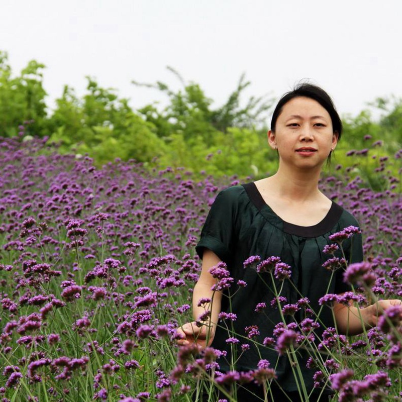 柳葉馬鞭草