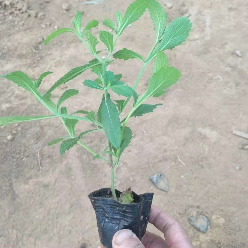 柳葉馬鞭草