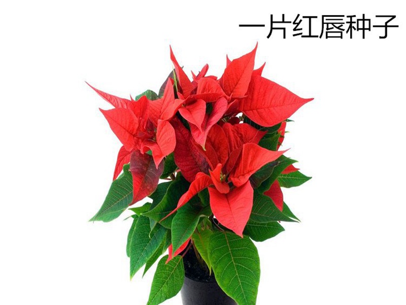 一片紅唇