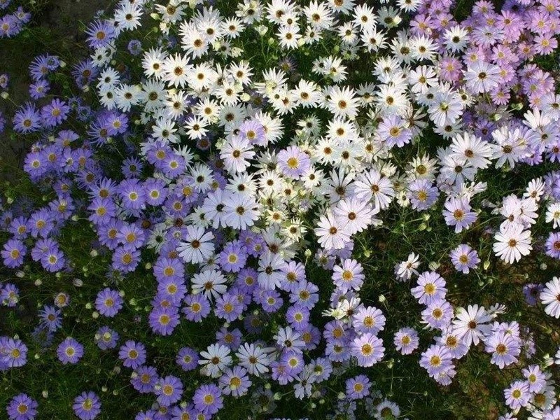 五色菊