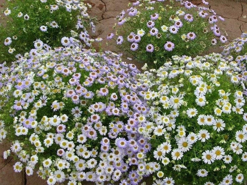 五色菊