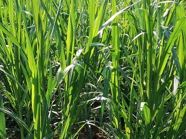 增潤(rùn)草