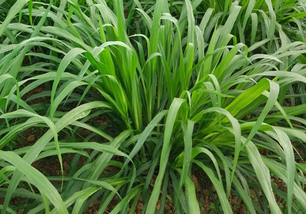 增潤(rùn)草