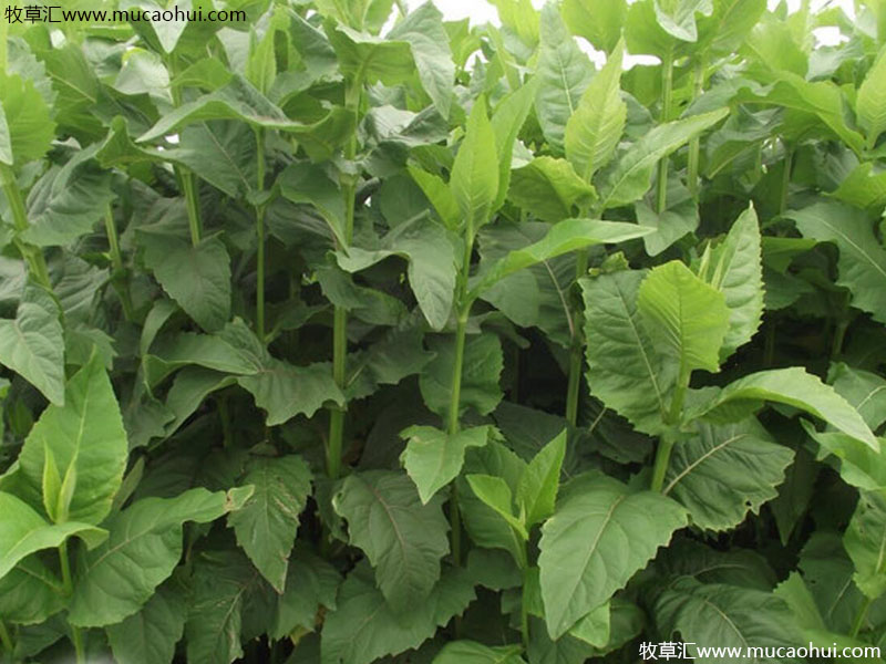 串葉松香草