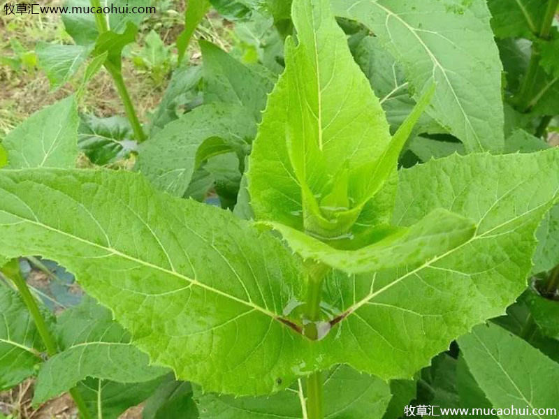 串葉松香草