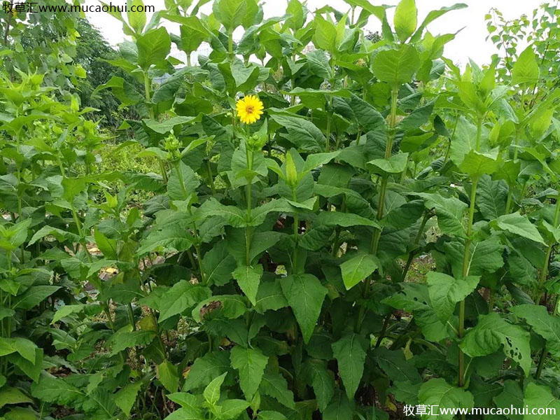 串葉松香草