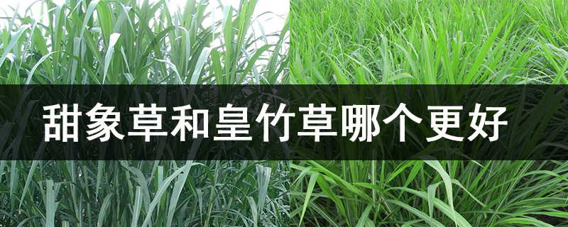 甜象草和皇竹草哪個更好.jpg
