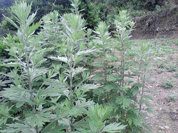 艾草種子發(fā)芽出苗圖片 艾草種子發(fā)芽出苗圖片