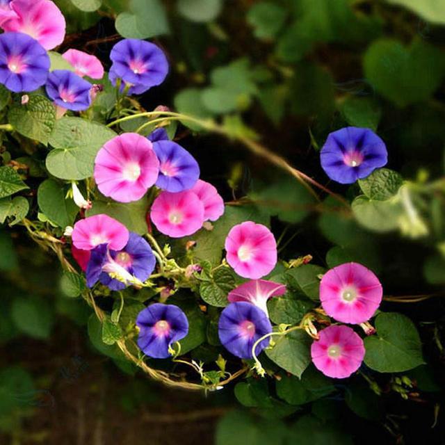 這些易養(yǎng)耐熱的草花品種，讓你的夏季花園更出彩！