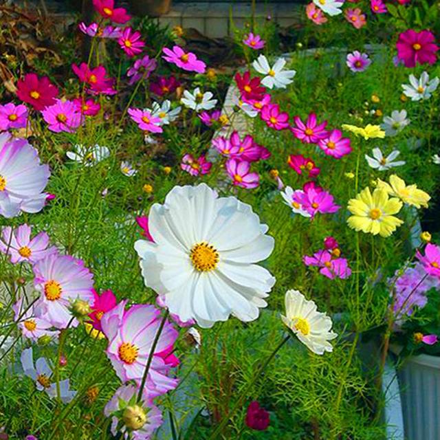 這些易養(yǎng)耐熱的草花品種，讓你的夏季花園更出彩！