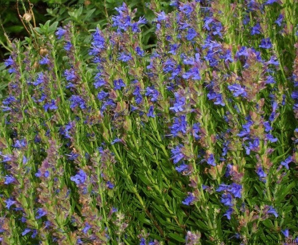 蕓香草種子發(fā)芽出苗圖片 蕓香草種子發(fā)芽出苗圖片