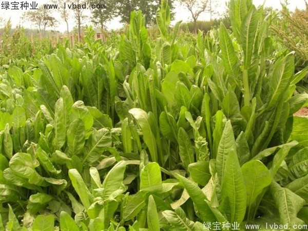 魯梅克斯牧草的優(yōu)缺點(diǎn)