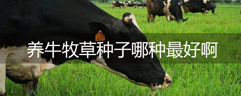 養(yǎng)牛牧草種子哪種最好啊