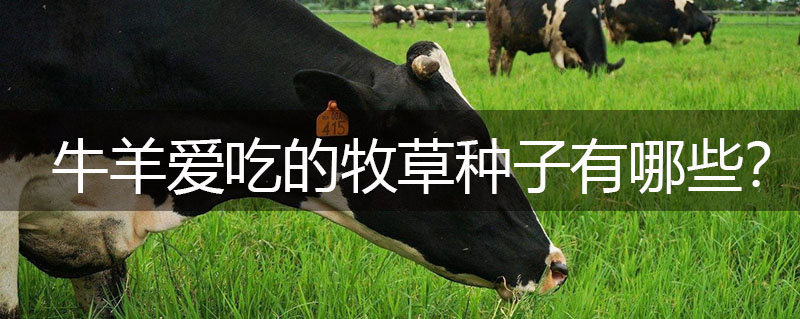 牛羊愛吃的牧草種子有哪些？