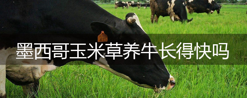 墨西哥玉米草養(yǎng)牛長得快嗎