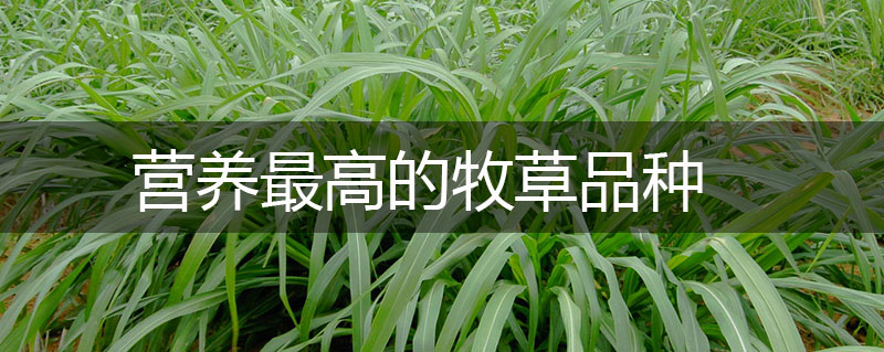 營養(yǎng)最高的牧草品種