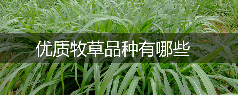 優(yōu)質(zhì)牧草品種有哪些
