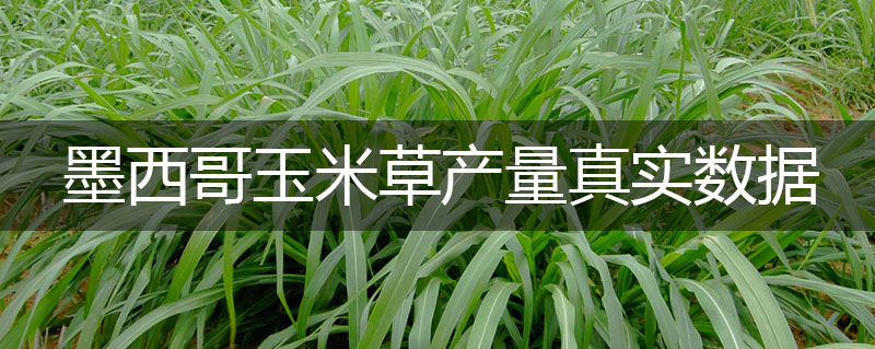 墨西哥玉米草產(chǎn)量真實數(shù)據(jù)是多少