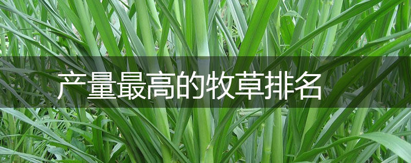 產(chǎn)量最高的牧草排名