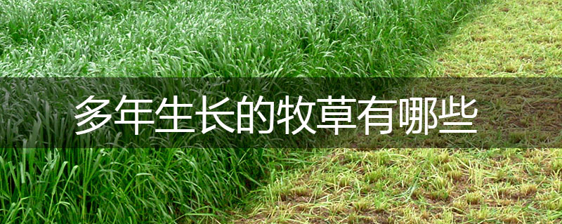 多年生長(zhǎng)的牧草有哪些