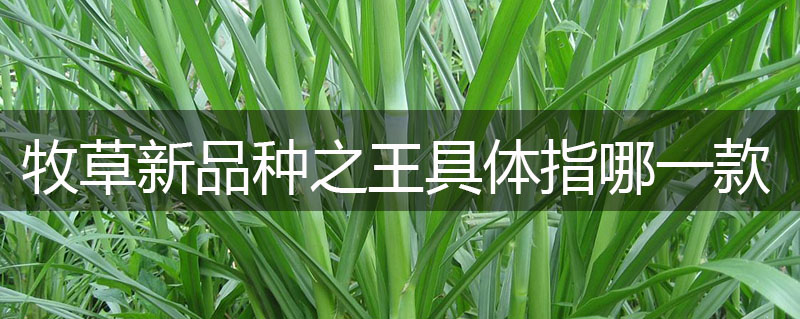 牧草新品種之王具體指哪一款？