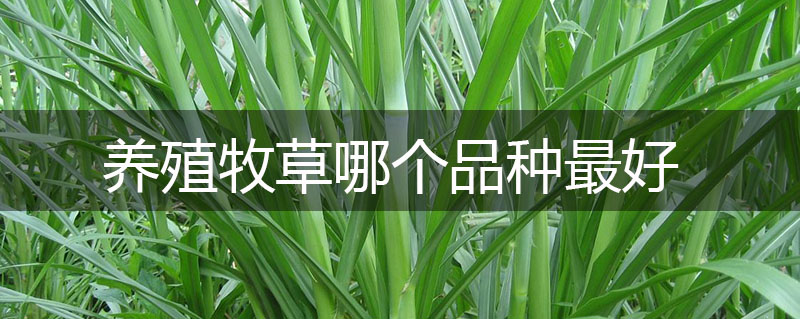 養(yǎng)殖牧草哪個(gè)品種最好